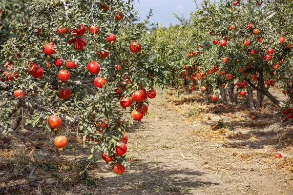 Mogen granatäpple frukt på trädgrenar — Stockfoto