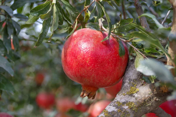 Mogen granatäpple frukt på en mossa täckt trädgren — Stockfoto