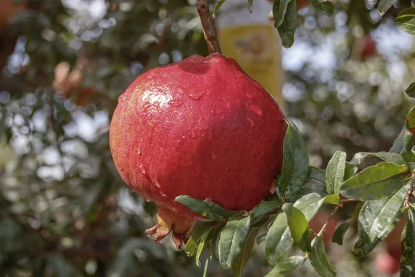 Stor frukt av mogna granatäpple med dagg droppar i lövverket — Stockfoto