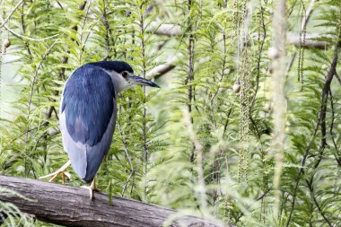 Yeşil bir arka plan bulanık bir dalda oturup gece balıkçılı kuş