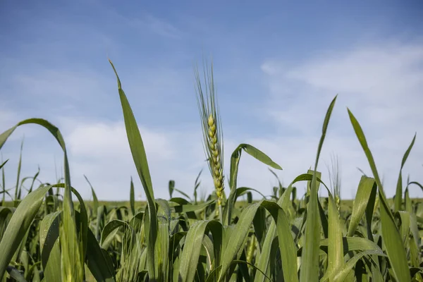 Green ears of wheat — Stock Photo, Image