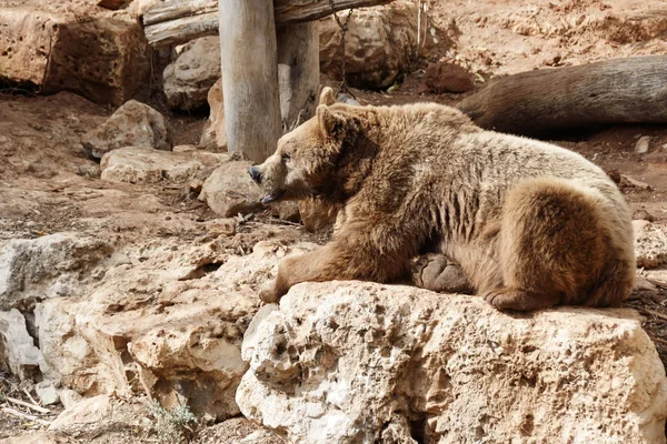 Big brown bear lying on on a boulder in a Zoo