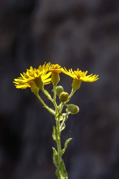 Gele bloemen in tegenlicht tegen zwarte onscherpe achtergrond — Stockfoto