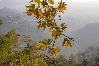 Sarı sonbahar yaprak ve meyve ile bir çınar Şubesi