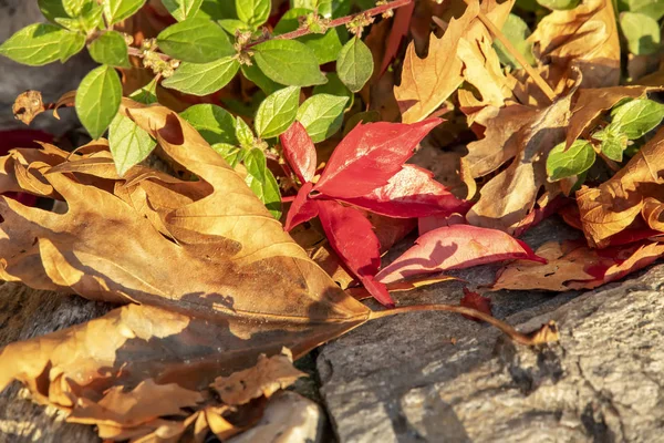 Rote, gelbe und grüne Herbstblätter — Stockfoto