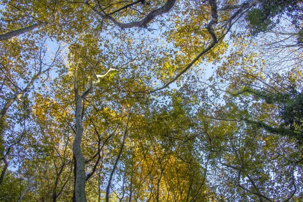 Boomstammen Herfst Gebladerte Van Bomen Tegen Een Blauwe Hemel Onderaanzicht — Stockfoto