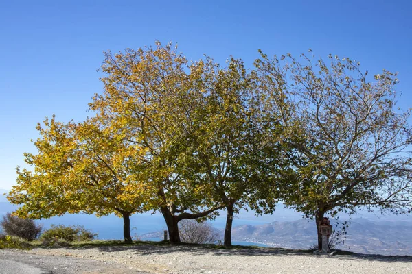Tre Plan Träd Som Står Kanten Backen Nedanför Över Havet — Stockfoto