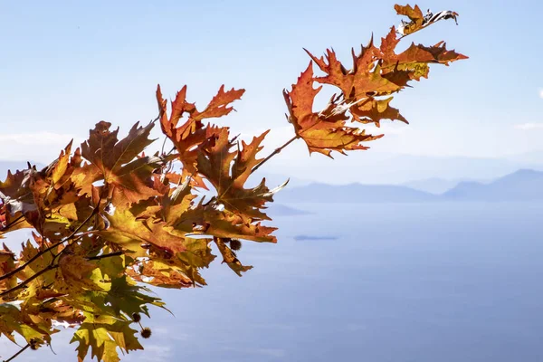 赤と茶色の紅葉と青い空 海と山の背景をぼかした写真に対して種子平面ツリーのブランチ — ストック写真