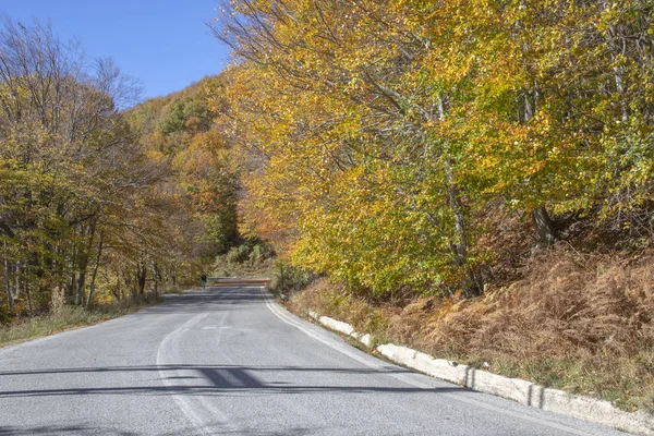 Silnice Mezi Stromy Žluté Podzimní Stromy Řecko — Stock fotografie