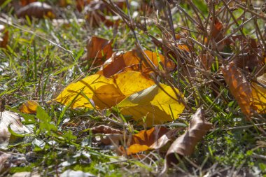 Sarı ve kahverengi sonbahar yaprakları çim yalan. Yunanistan