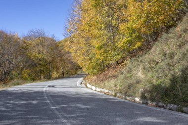 Sarı sonbahar ağaçları ile ağaçları arasındaki yol. Yunanistan