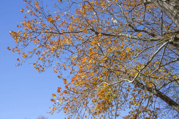 Platanenzweige Mit Roten Und Braunen Herbstblättern Vor Dem Hintergrund Des — Stockfoto