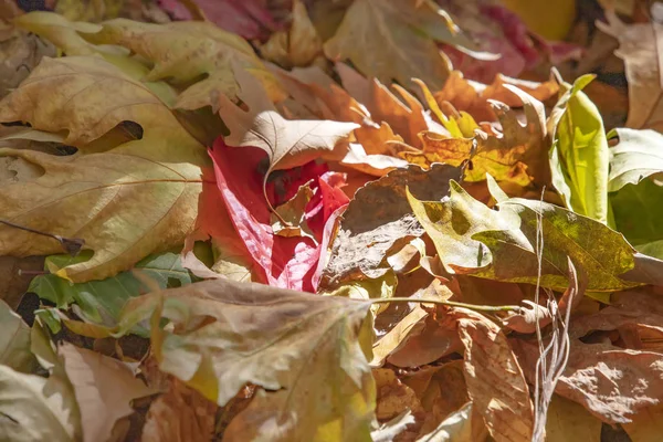 Rotes Efeublatt Das Auf Den Trockenen Braunen Blättern Der Platane — Stockfoto