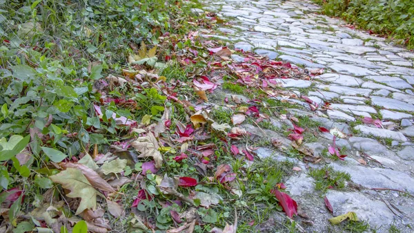 Bord Route Pavée Est Recouvert Feuilles Automne Rouges Jaunes Grèce — Photo