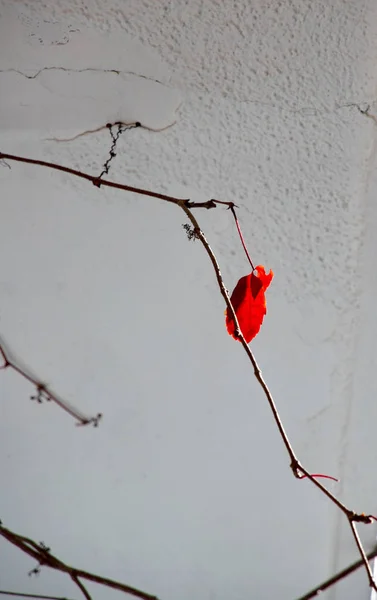 Egy Magányos Piros Ivy Levél Egy Gally Háttérvilágítás Fehér Falhoz — Stock Fotó