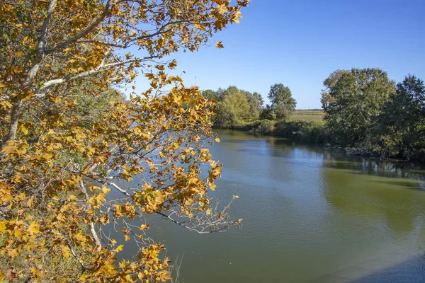 Las Ramas Plátano Con Hojas Amarillas Otoño Cuelgan Sobre Río —  Fotos de Stock