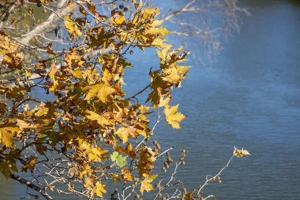 Autumn Yellow Leaves Fruits Plane Tree Blue Blurred Background Palaio — Stock Photo, Image