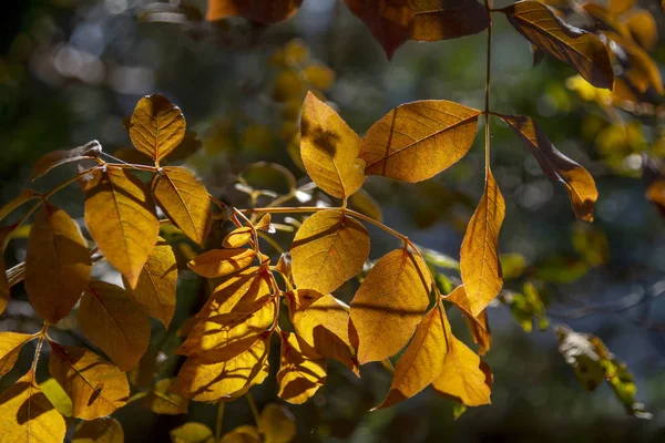Ветви с осенней красно-желтой листвы с подсветкой на размытом фоне с эффектом боке — стоковое фото