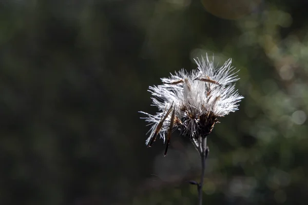 白色蒲公英种子在黑暗的模糊的背景与 bokeh 作用. — 图库照片