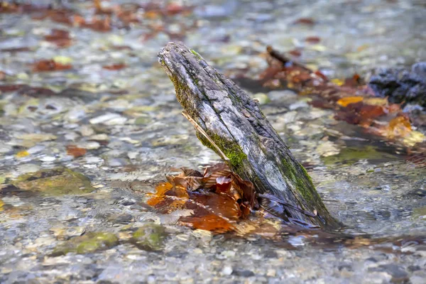 Fracture d'une branche d'arbre couverte de mousse dans l'eau d'un ruisseau avec des feuilles sèches brun automne à proximité — Photo