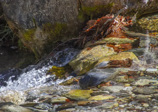 Ruisseau de montagne avec de l'eau claire et des feuilles d'automne coulant le long des rives entre les rochers — Photo