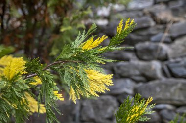 Sarı-yeşil dal, Juniperus chinensis Torulosa Variegata yakın çekim. Yunanistan