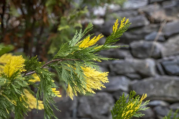 Yellow Green Sprigs Juniperus Chinensis Torulosa Variegata Close Greece — Stock Photo, Image