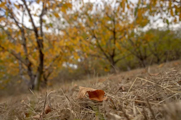 Hoja Seca Otoño Que Yace Sobre Hierba Seca Jardín Otoño —  Fotos de Stock