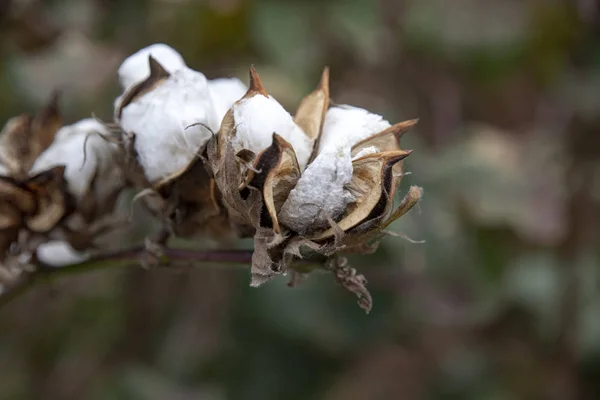 背景をぼかした写真の完熟綿植物の開いているボックス ギリシャ — ストック写真