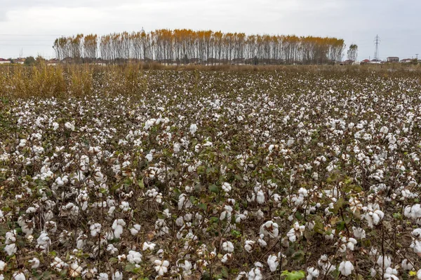 A field of ripe cotton plant with open white down with a village and autumn trees on the horizon. Greece