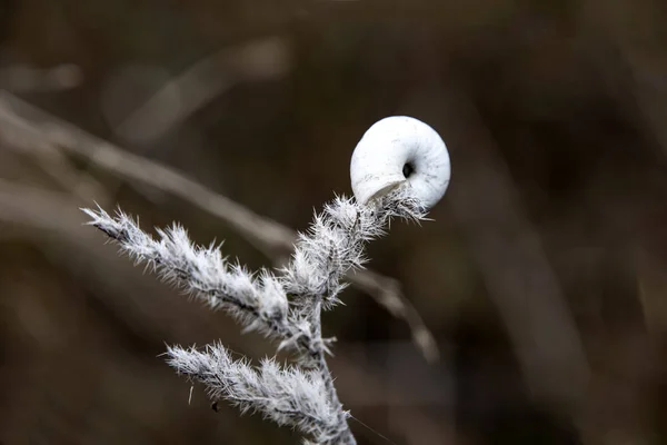 Caracol Blanco Sobre Una Ramita Espinosa Sobre Fondo Oscuro Borroso —  Fotos de Stock