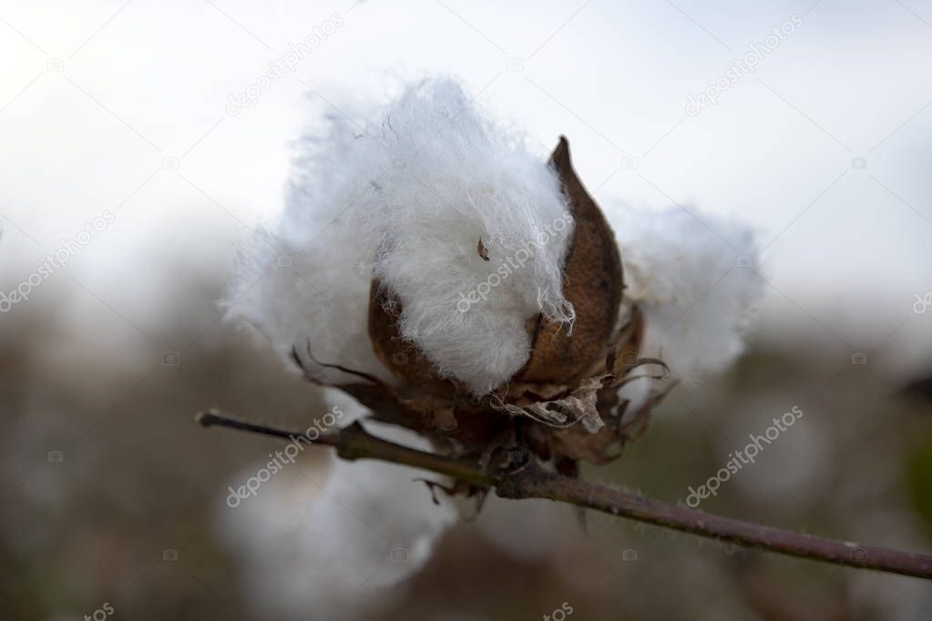 White fluff cotton plants on a blurred background close-up. Greece