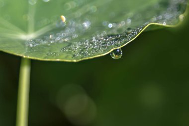 Bulanık bir arka plan üzerinde çiy ile kaplı bir bitkinin yaprak kenarı damla