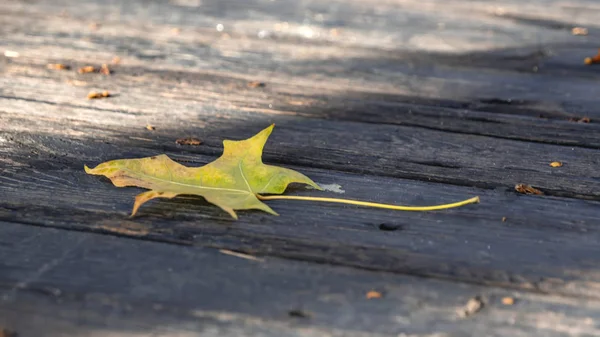 Hoja amarilla de otoño sobre el pavimento de madera —  Fotos de Stock