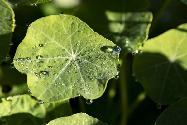 Round leaf of a plant with large drops of dew on a blurred green background