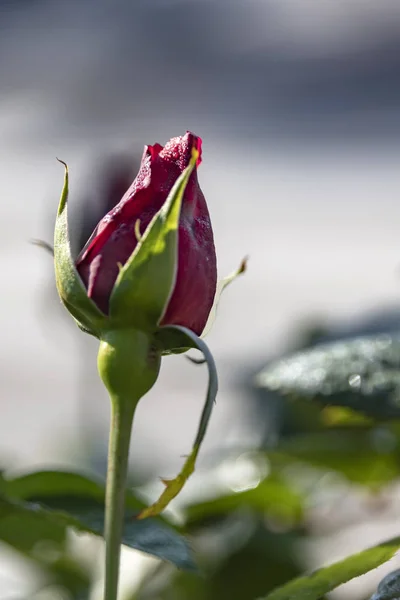 Rote Rosenknospe mit Tautropfen auf verschwommenem Hintergrund — Stockfoto