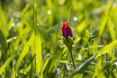 Bir kırmızı anemon çiçeği çiçek tomurcuğu yakın çekim yeşil arka plan bulanık çimlere içinde