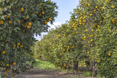 Bir meyve bahçesinde olgun portakal ağaçlarıyla satırları
