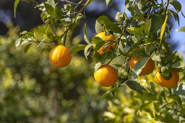 Olgun mandalina ile bir ağaç dalı yakın çekim bulanık bir arka plan üzerinde