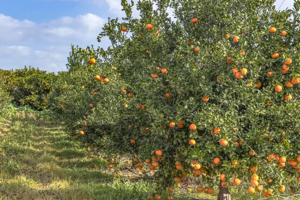 Jardín de árboles con mandarinas maduras contra un cielo azul con nubes — Foto de Stock