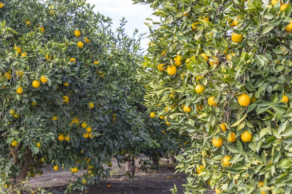 Ramas de árboles con naranjas maduras de cerca — Foto de Stock