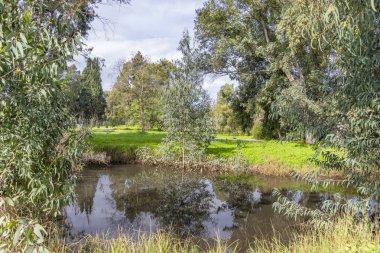 Su yansıma, ağaç ve yeşil güneşli glade tarafından çevrili bulutlu gökyüzü