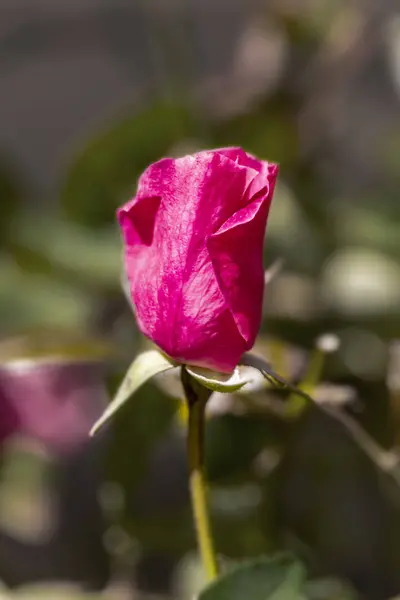 Knospe einer rosa Rose auf verschwommenem Hintergrund — Stockfoto