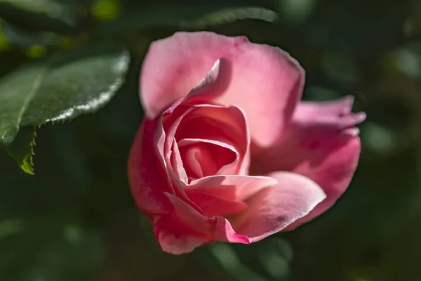 Draufsicht des Kopfes einer rosafarbenen Rose auf verschwommenem Hintergrund — Stockfoto