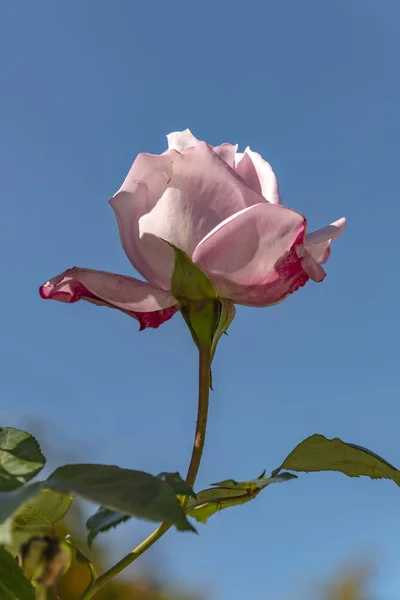 Stiel mit Blättern und Knospe einer rosa Rose gegen den blauen Himmel — Stockfoto