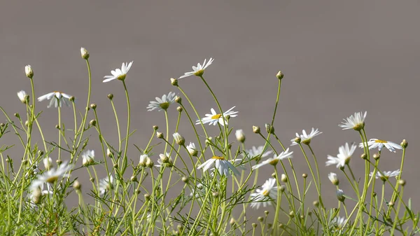 Buds and flowers of white field daisies on a blurred background — Stock Photo, Image