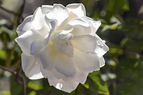 Weiße Rose Blütenkopf im Gegenlicht auf einem verschwommenen Hintergrund — Stockfoto