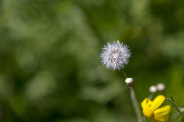 Karahindiba tohumlar üzerinde yeşil arka plan bulanık