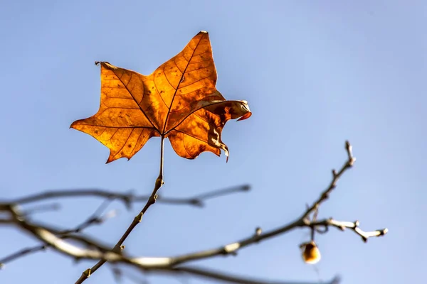 Einzelnes leuchtend orange gelbes Herbstblatt gegen blauen Himmel — Stockfoto