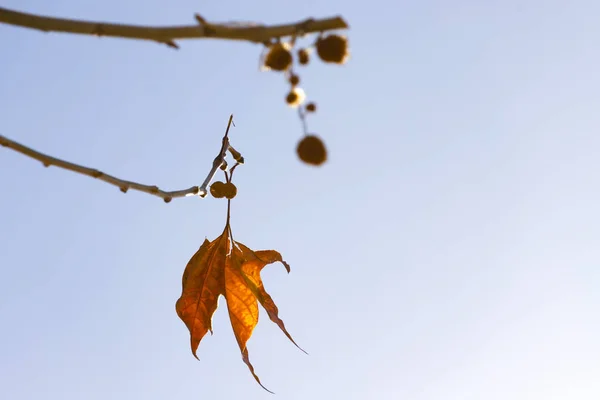 Ein leuchtend orange-gelbes Herbstblatt einer Platane gegen den blauen Himmel — Stockfoto